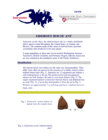 Odorous House Ant