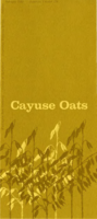 Cayuse oats
