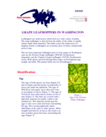 Grape Leafhoppers in Washington
