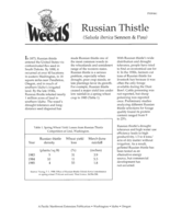 Russian thistle (Salsola iberica Sennen & Pau)