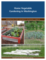 Home vegetable gardening in Washington