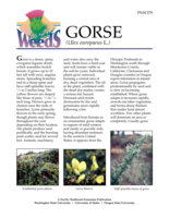 Gorse