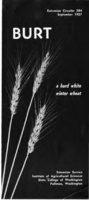 Burt: a hard white winter wheat