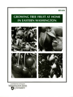 Growing tree fruit at home in eastern Washington