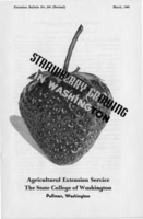 Strawberry growing in Washington