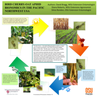 Bird cherry - oat aphid bionomics in the Pacific Northwest USA.