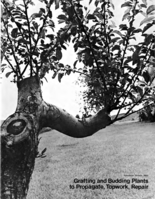 Grafting and budding plants to propagate, topwork, repair