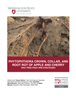 Phytophthora crown, collar, and root rot of apple and cherry