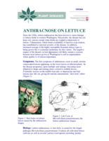 Anthracnose on Lettuce