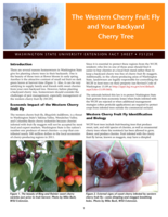 The western cherry fruit fly and your backyard cherry tree