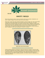 Sooty Mold
