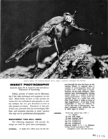 Insect photography