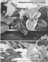 Herbaceous plants from cuttings