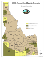 2007 cereal leaf beetle parasite, Tetrastichus julis