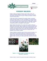 Powdery Mildew