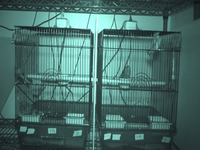 Video 17: Nighttime recording, pine siskins housed as pairs, spring