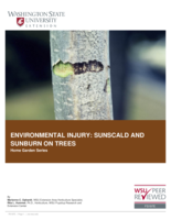 Environmental injury: Sunscald and sunburn on trees