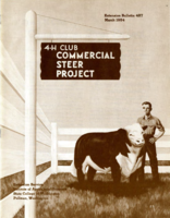 4-H club commercial steer project
