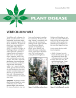 Verticillium Wilt