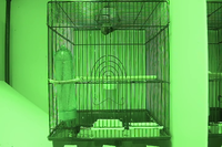 Video 20: Daytime recording, pine siskins housed individually, winter