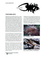 Insect answers: Thatching ants