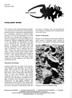 Cyclamen mites