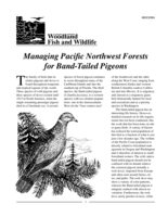 Managing Pacific Northwest forests for band-tailed pigeons