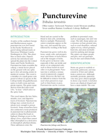 Puncturevine : Tribulus terrestris
