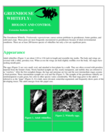 Whiteflies: Their Biology and Control