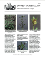 Dwarf snapdragon (Chaenorrhinum minus (L.) Lange)