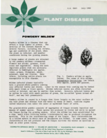 Plant diseases: Powdery mildew