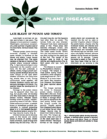 Plant diseases: Late blight of potato and tomato