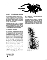 Insect answers: Cooley spruce gall adelgid
