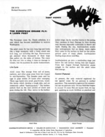 Insect answers: The European crane fly - A lawn pest
