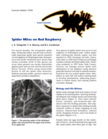 Spider mites on red raspberry