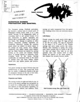 Insect answers: European earwig prevention and control