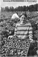 Growing strawberries in Washington