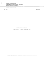 Growing asparagus plants