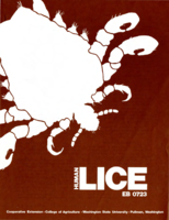 Human lice