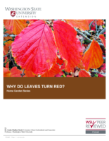 Why do leaves turn red?