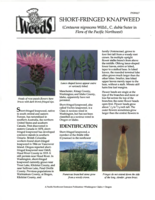 Short-fringed knapweed (Centaurea nigrescens Willd., C. dubia Suter in Flora of the Pacific Northwest)