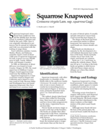 Squarrose Knapweed