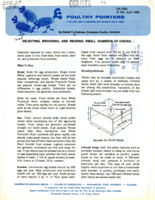 Poultry pointers: Selecting, brooding, and rearing small numbers of chicks