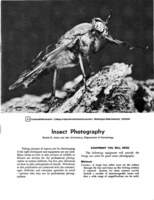 Insect photography