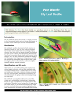 Pest watch: Lily leaf beetle