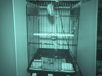 Video 28: Nighttime recording, pine siskins housed individually, winter