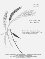 Grow white or red wheat? That's the question many Washington wheat growers are now asking themselves.
