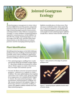 Jointed Goatgrass Ecology