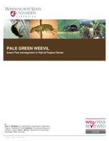 Pale green weevil : Polydrusus impressifrons Gyllenhal (Coleoptera: Curculionidae: Entiminae)