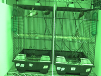 Video 12: Daytime recording, pine siskins housed as pairs, spring